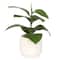 10&#x22; Ficus Plant in White Ceramic Pot by Ashland&#xAE;